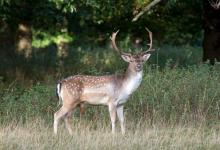 Fallow Deer Buck DM1593
