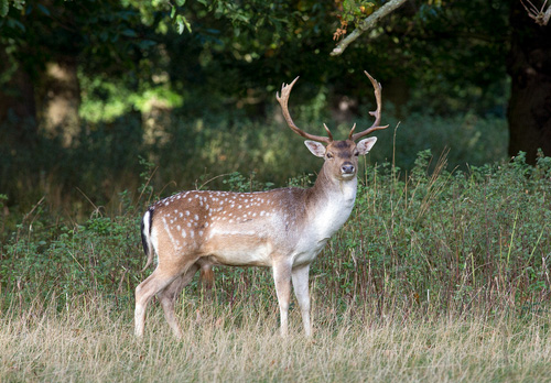 Fallow Deer Buck DM1593
