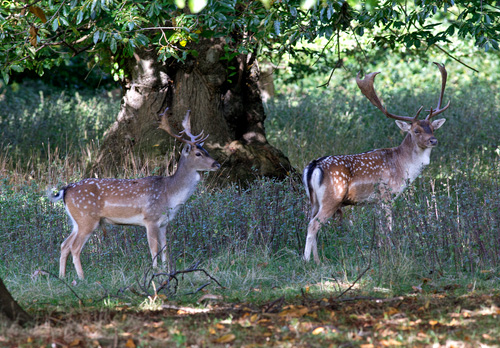 Fallow Deer Bucks DM1594