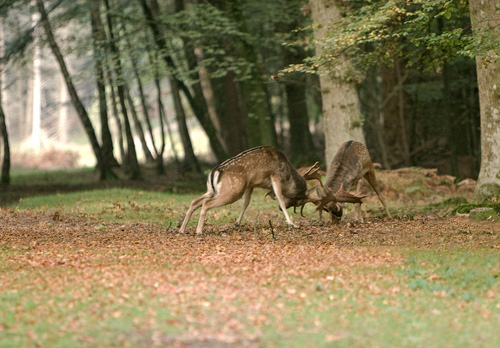 Fallow Deer Bucks Fighting DM0130