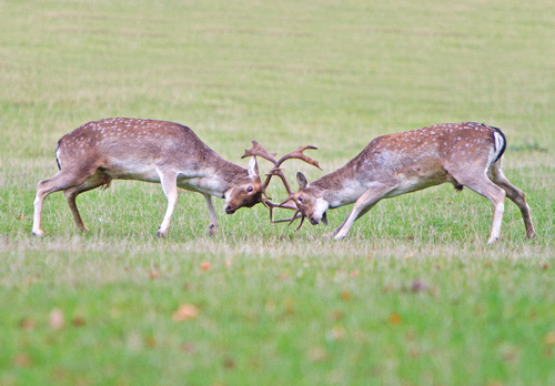 Fallow Deer Bucks Fighting DM1281