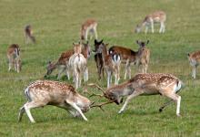 Fallow Deer Bucks Fighting DM1595