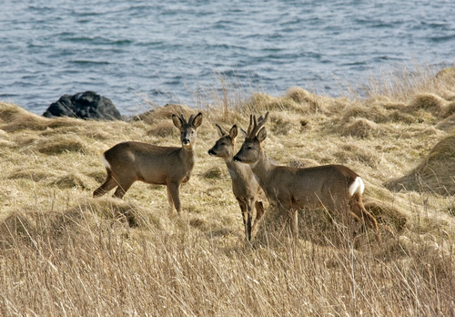 Family Group of Roe Deer  Islay  1   2010