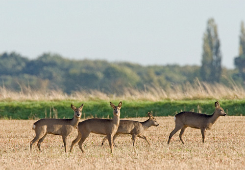 Four Roe Deer DM0133