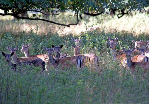 Group of Fallow Deer DM1597