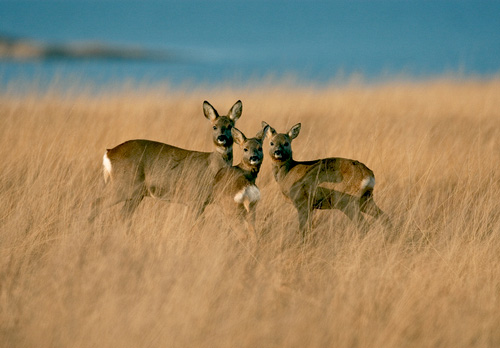 Group of Roe Deer Islay 4
