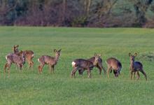 Group of Roe Deer at the end of Winter