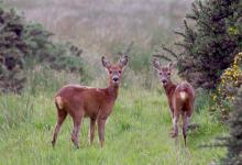Pair of Young Roe Deer DM1154