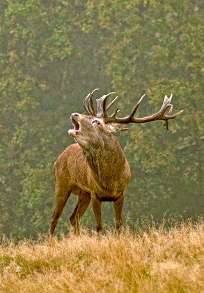 Red  Deer Stag DM0136
