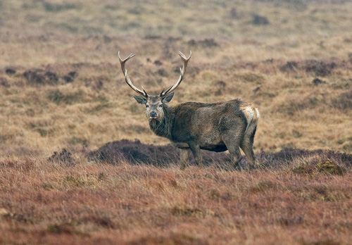 Red Stag Islay 1