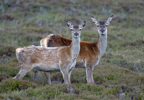 Red Hinds, N Uist 4