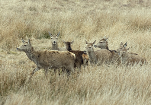 Red Hinds and Calves  Jura  1   2010