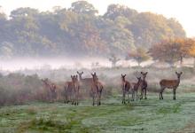 Red Hinds and Calves in the Mist