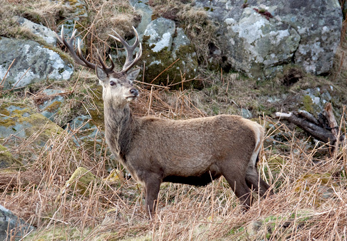 Red Stag  Islay  4  2010