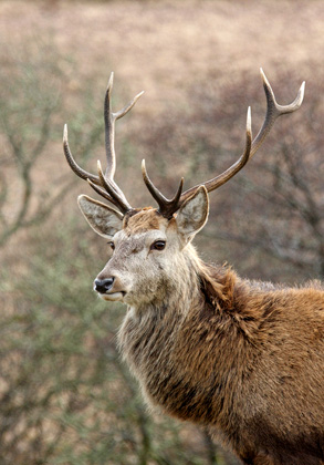Red Stag  Jura  2  2010