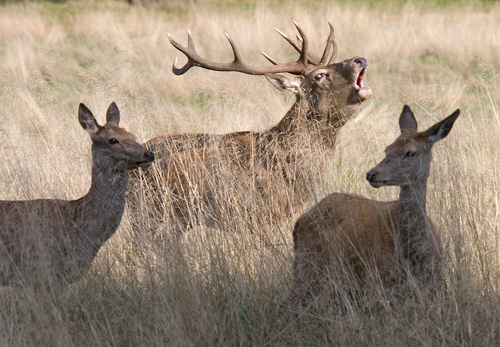 Red Stag and Hinds