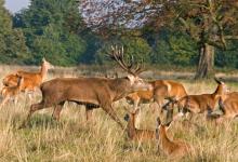 Red Stag and Hinds 2