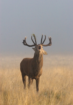 Red Stag in Mist