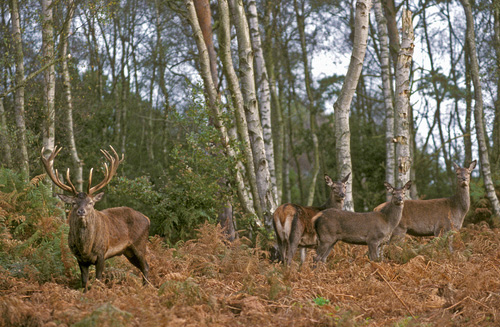 Red Deer Stag with Hinds DM0718