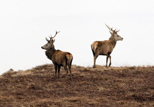 Red Stags  Islay  1  2010