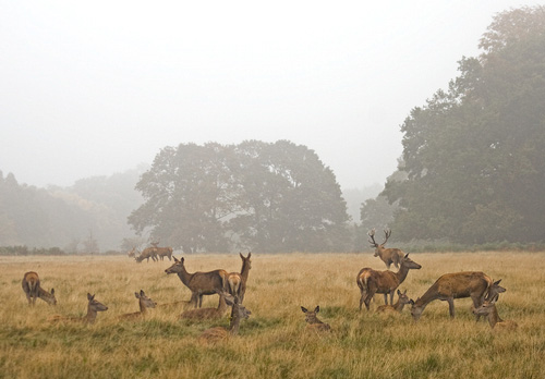 Red Deer in the Mist DM0628