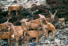 Red Stags Scotland DM0719