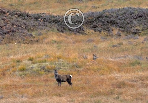  Red Stag and Hinds DM2132