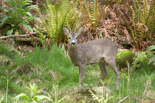Roe Deer  Buck DM0682