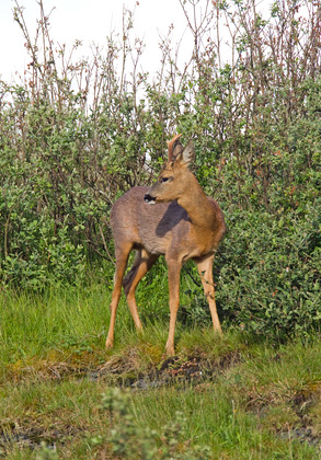 Roe Deer  Buck DM1133