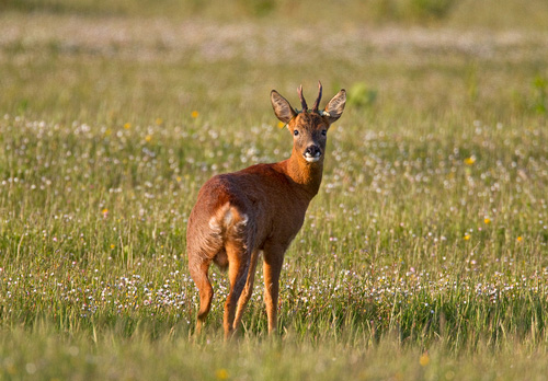 Roe Deer  Buck DM1142