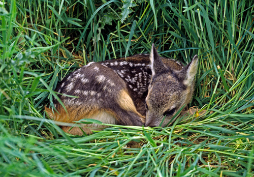 Roe Fawn