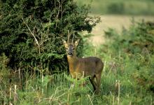 Roe Deer Buck DM0651