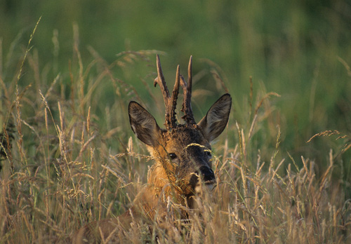Roe Deer Buck DM0652