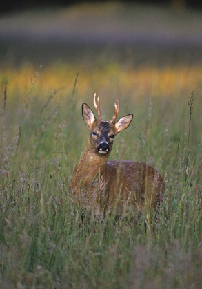 Roe Deer Buck DM0653