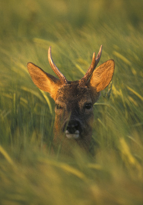 Roe Deer Buck DM0684