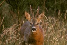 Roe Deer Buck DM0685