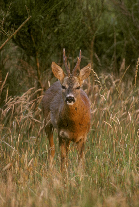 Roe Deer Buck DM0685