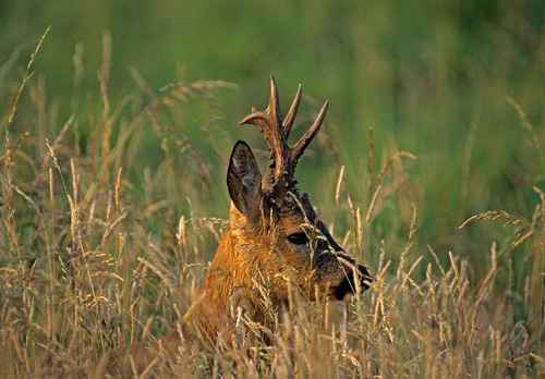 Roe Deer Buck DM0691