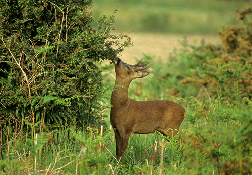 Roe Deer Buck DM0693