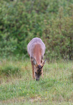 Roe Deer Buck DM1126
