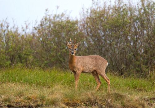 Roe Deer Buck DM1131