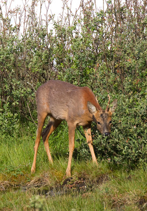 Roe Deer Buck DM1134