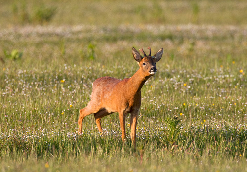 Roe Deer Buck DM1144