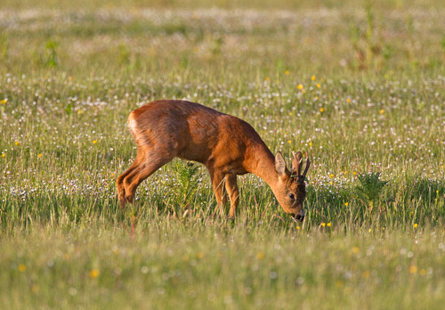 Roe Deer Buck DM1145