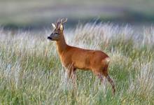 Roe Deer Buck DM1150