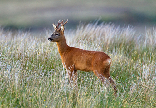 Roe Deer Buck DM1150