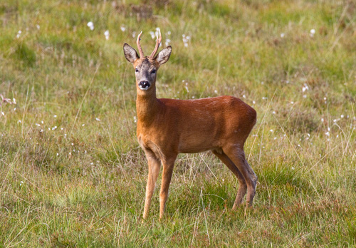 Roe Deer Buck DM1153