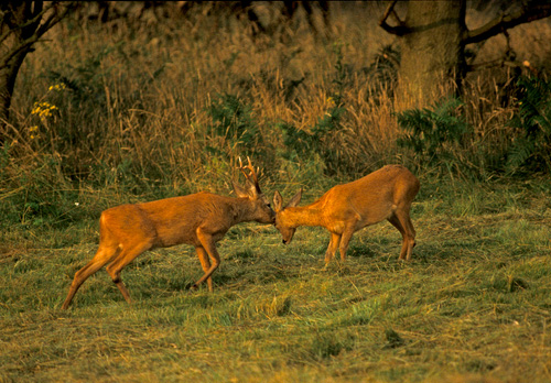 Roe Deer Buck and Doe DM0632