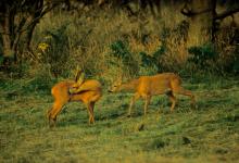 Roe Deer Buck and Doe DM0714