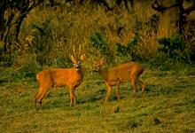 Roe Deer Buck and Doe DM0715